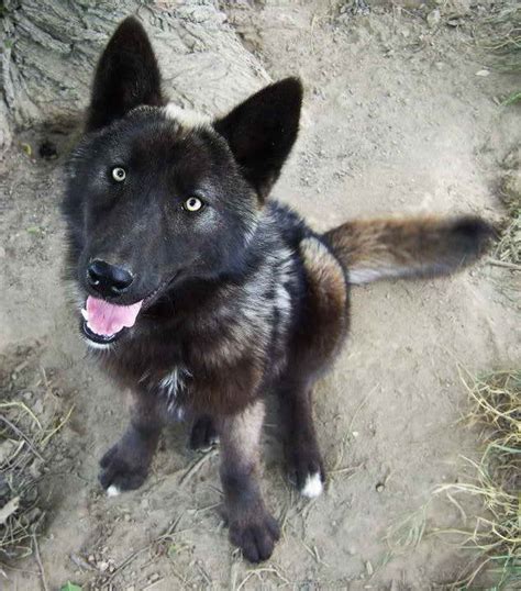 More info Breeder&39;s name undefined undefined HC Wolf Dog Arctic and Black Phase Crosses Sprng Litters Arriving Soon. . German shepherd wolf mix for sale